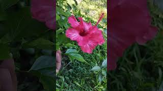 Beautiful Flower With Islamic Song kalarab [upl. by Naitsirhk367]