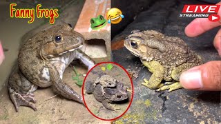 Catch the big funny frog  Catching a frog wants to laugh  Catch a frog for fun funny frog [upl. by Andres]