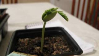 Growing Bonsai From Seed Update 1 month later [upl. by Lehteb8]