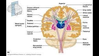 Cannulation Introduction  update [upl. by Elleneg338]