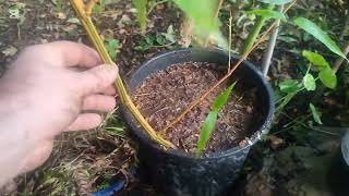 Transplanting Phyllostachys Vivax Aureocaulis 🌴 [upl. by Alyosha]