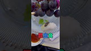 昆虫寿司🍣😂福岡中洲 [upl. by Downs697]