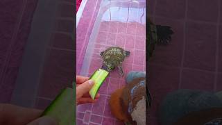 Aç Bırakılmış Sanki 🤣🐢🐢 turtle pets evcilhayvan kırmızıyanaklıkaplumbağa [upl. by Yve]