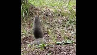 squirrel going nuts for nuts [upl. by Nahshon]