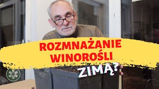 Rozmnażanie winorośli zimą [upl. by Constant]