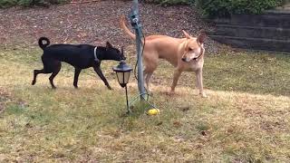 MEET OF TWO WILD DOGS Carolina dog American dingo and Formosan Mountain dog Taiwan dog [upl. by Phyllida]