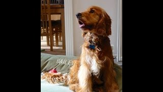 How to Stop Your Dog Barking in the Garden [upl. by Noella]