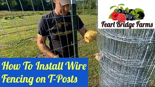 How to Install Welded Wire Fencing on TPosts Berry Patch Expansion [upl. by Enyledam]