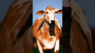 Majestic Cow in Motion cowes cowfarm bull cow viral [upl. by Anirok]