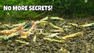 Master Shrimp Breeder Shares His Tips Tricks And Secrets To Help You Breed More Shrimp [upl. by Mogerly]