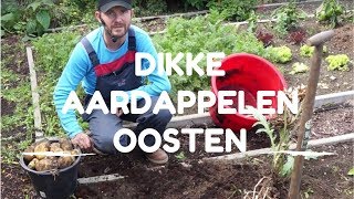 Toms Moestuin 2017  Dikke aardappelen Agria oogsten [upl. by Mayyahk425]