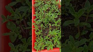 Grow quotPURSLANEquot From Small Cutting purslane plant plants beautiful attractive garden beauty [upl. by Nnylyaj786]