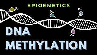 DNA Methylation  Epigenetics  GATECSIRNET [upl. by Artinahs]