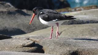 A Pied Oystercatcher being rejected by a pair of Sooty Oystercatchers [upl. by Adamsen796]