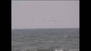 Razorbills flying Filey Brigg ornithology bird watching North Sea piscivores breeding season [upl. by Namzaj]