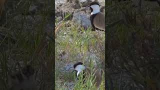 SpurWinged Lapwing Plovers with her Babies plover lapwing [upl. by Knuth299]