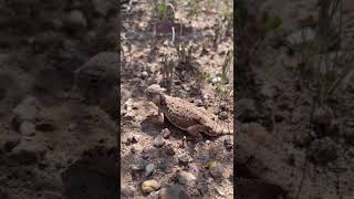 Horned toad lizard visited us today AZ [upl. by Eihcra40]