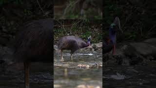 Cassowary bird has a moment of peace [upl. by Littman]