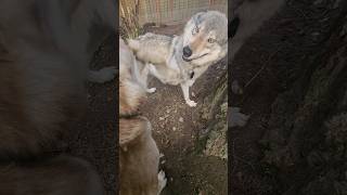 How a Wolf and Wolfdog Play petwolf wolfpup wolfdog [upl. by Mcgraw]