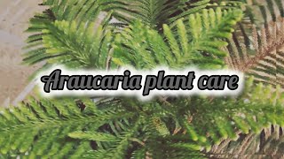 Araucaria plant care 🎄 [upl. by Valerio]