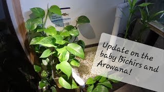 Baby Bichir and Arowana Update  Pothos Growth [upl. by Akcirahs397]