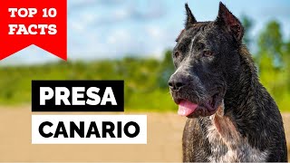 Presa Canario  Top 10 Facts [upl. by Boehike562]