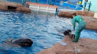 Pilot Whales in DIP Pool 122710 [upl. by Esina]