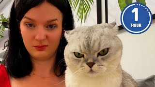 😹 FUNNIEST Cats Ever  Hilarious Cat Videos [upl. by Arten]