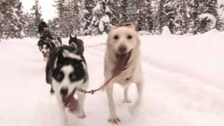 Trineo tirado por perros silencioso paseo en el norte de Suecia [upl. by Inavoj32]