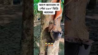 Pencha keno tader matha ghorai fact viralvideo viralshorts shorts FactStoryBengali [upl. by Andromeda]