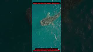 I Dived with the Fearsome Greenland Shark Somniosus microcephalus [upl. by Harrad426]