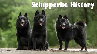 Podcast 141 Schipperke History  The “Little Captain” of Belgian dockyards [upl. by Heid]