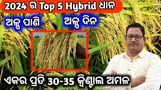 2024ର Top 5 hybrid ଧାନ ଅଳ୍ପ ପାଣି ଅଳ୍ପ ଦିନ 3035 qtl ଅମଳ [upl. by Eltsyek306]