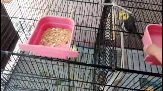 How to Install CuttleBone in Bird Cage  TheBirdMan  UrduEnglish [upl. by Aker626]