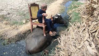 bhains ki sawari karna  buffalo riding PindwaleFaisal [upl. by Prentice879]