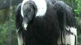 Andean Condor  the largest raptor in the world [upl. by Wenger]