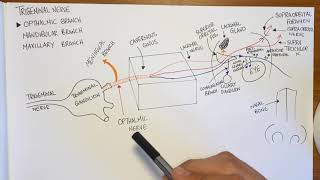 Ophthalmic Nerve  Lacrimal Frontal amp Nasociliary Nerves  Trigeminal Nerve  5th Cranial Nerve [upl. by Anaujik]