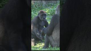 gorilla wants milk 🍼 gorillatag 金剛猩猩 台北市立動物園 shorts [upl. by Johannessen307]