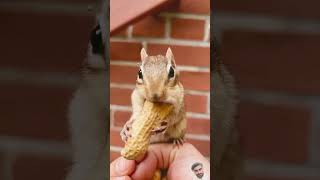 why chipmunk stares in front of camera ytshorts chipmunk friutscutting [upl. by Nojid]