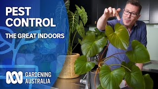 Pest control for indoor plants  The Great Indoors  Gardening Australia [upl. by Irtimd]