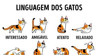 COMO ENTENDER MELHOR O SEU GATO [upl. by Kashden155]