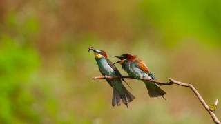 Merops apiaster in slow motion [upl. by Ayotahc168]