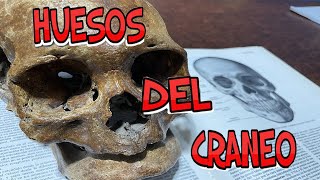 HUESOS DEL CRANEO Y CARA 2024 [upl. by Doownelg]