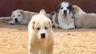 Alabai Central Asian Shepherd Puppies 💯🔥 [upl. by Aerdnac674]