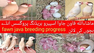 fawn java breeding progress javabird fawnjava birdslover WahidbirdsAviaryjavabirds [upl. by Donahue558]