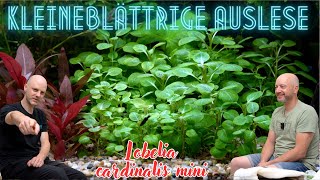 Miniatur einer Gartenpflanze für das Aquarium  Kardinalslobelie  Lobelia cardinalis mini Tür 17 [upl. by Nolahc]