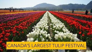 I WAS AMAZED Abbotsford Tulip Festival 2023 is one of the largest tulip festivals in the world [upl. by Eendyc]