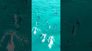 Dolphin Dance in the Deep Blue 🐬💙 shorts dolphinswimming seacreatures trendingnow viralvideos [upl. by Cooper]