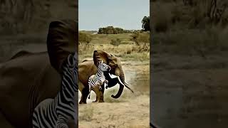 Will the zebra survive Elephant zebra wild anim animals wildlife [upl. by Lou]