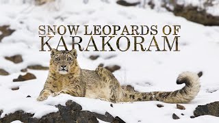 The Future of Snow Leopards  Snow Leopard Documentary [upl. by Schwejda]